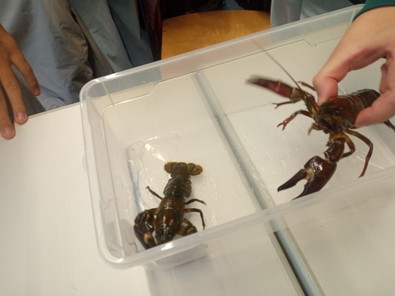 Fische, Krebse und viel Mut – ein besonderer Tag in der Schule